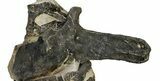 Sandstone Block With Three Articulated Diplodocus Vertebrae #113345-5